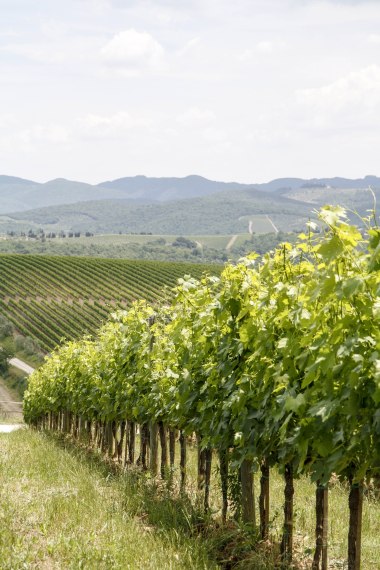 Winery Tuscany Region Italy