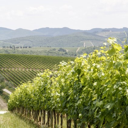 Winery Tuscany Region Italy