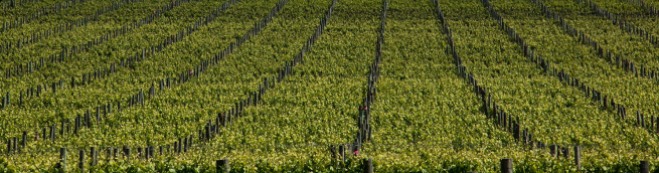 grape-vines-crop-mclaren-vale