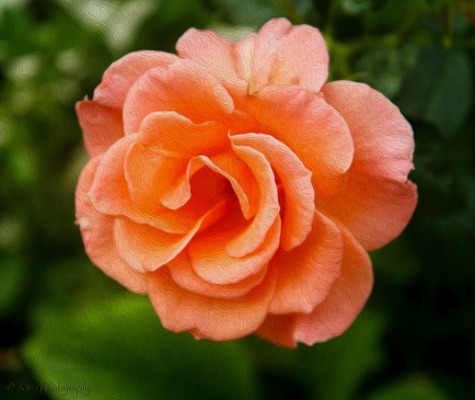 saffron rose