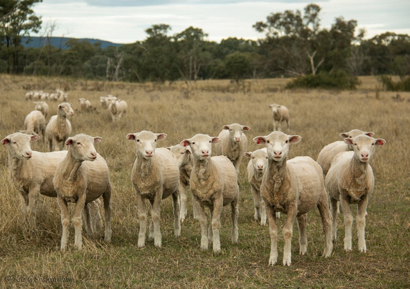 the-farm-sheep